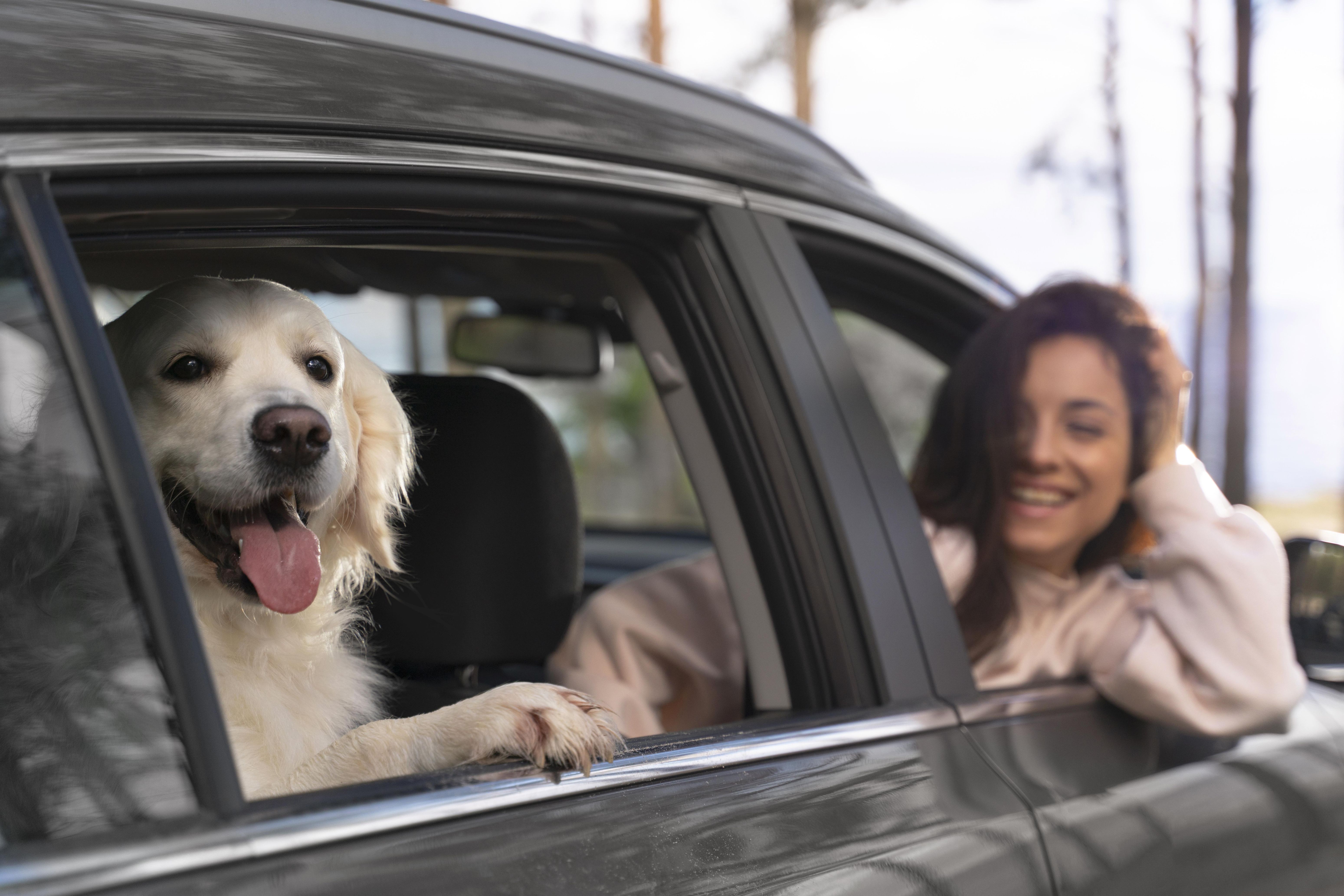 Consejos para viajar en auto con mascotas durante el verano