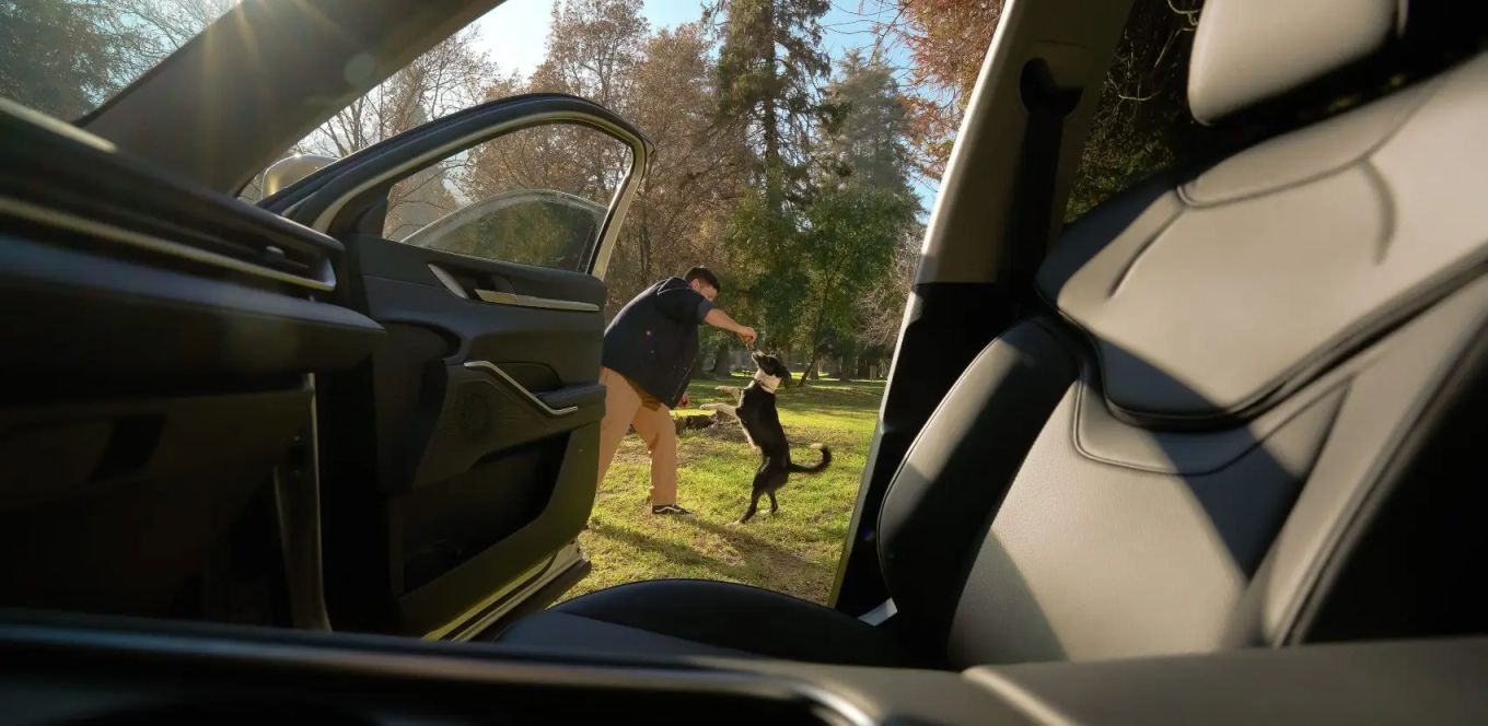 Consejos para viajar en auto con mascotas durante el verano